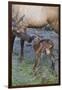 Rocky Mountain Cow Elk with Newborn Calf-Ken Archer-Framed Photographic Print