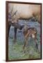 Rocky Mountain Cow Elk with Newborn Calf-Ken Archer-Framed Photographic Print