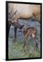 Rocky Mountain Cow Elk with Newborn Calf-Ken Archer-Framed Photographic Print