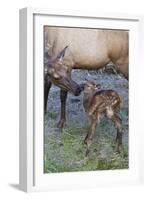 Rocky Mountain Cow Elk with Newborn Calf-Ken Archer-Framed Photographic Print