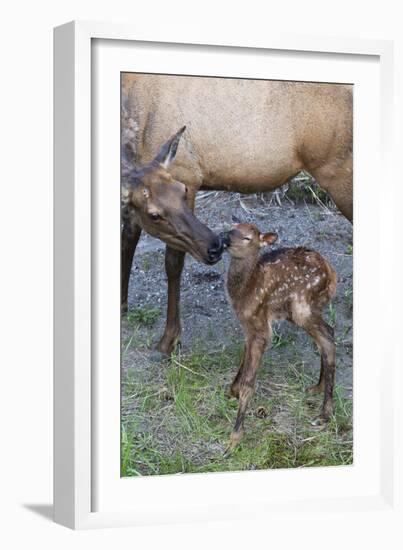 Rocky Mountain Cow Elk with Newborn Calf-Ken Archer-Framed Photographic Print