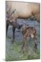 Rocky Mountain Cow Elk with Newborn Calf-Ken Archer-Mounted Photographic Print