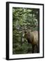 Rocky Mountain Elk Bull Bugling Autumn-null-Framed Photographic Print