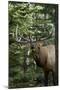 Rocky Mountain Elk Bull Bugling Autumn-null-Mounted Photographic Print