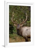 Rocky Mountain Elk Bull in Fall Rainstorm, Yellowstone National Park, Wyoming, Usa-John Barger-Framed Photographic Print