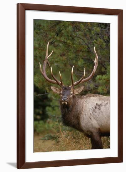 Rocky Mountain Elk Bull in Fall Rainstorm, Yellowstone National Park, Wyoming, Usa-John Barger-Framed Photographic Print