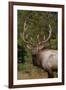 Rocky Mountain Elk Bull in Fall Rainstorm, Yellowstone National Park, Wyoming, Usa-John Barger-Framed Photographic Print