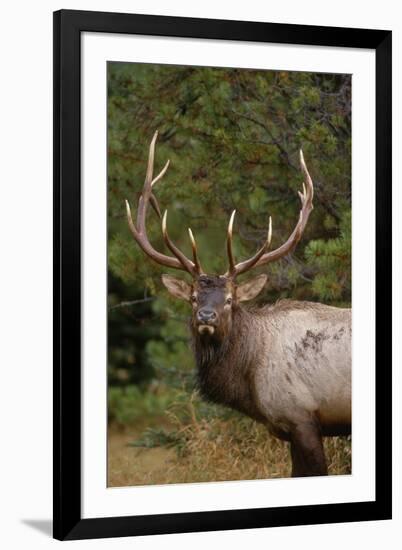 Rocky Mountain Elk Bull in Fall Rainstorm, Yellowstone National Park, Wyoming, Usa-John Barger-Framed Photographic Print