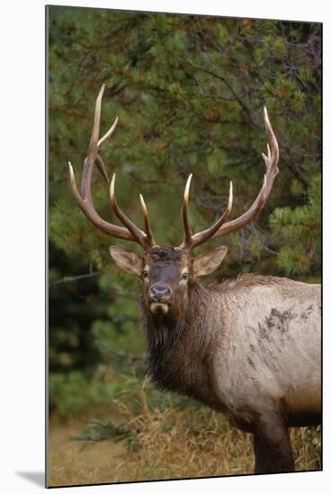 Rocky Mountain Elk Bull in Fall Rainstorm, Yellowstone National Park, Wyoming, Usa-John Barger-Mounted Photographic Print