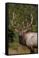 Rocky Mountain Elk Bull in Fall Rainstorm, Yellowstone National Park, Wyoming, Usa-John Barger-Framed Stretched Canvas