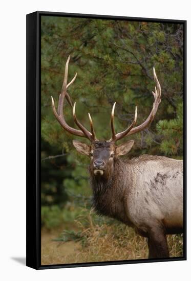 Rocky Mountain Elk Bull in Fall Rainstorm, Yellowstone National Park, Wyoming, Usa-John Barger-Framed Stretched Canvas