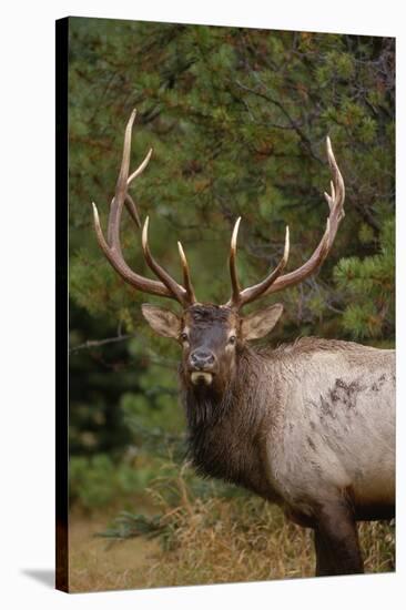 Rocky Mountain Elk Bull in Fall Rainstorm, Yellowstone National Park, Wyoming, Usa-John Barger-Stretched Canvas