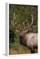 Rocky Mountain Elk Bull in Fall Rainstorm, Yellowstone National Park, Wyoming, Usa-John Barger-Framed Photographic Print