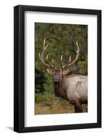 Rocky Mountain Elk Bull in Fall Rainstorm, Yellowstone National Park, Wyoming, Usa-John Barger-Framed Photographic Print