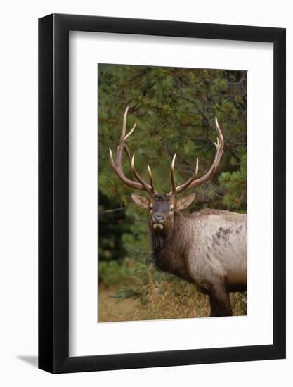 Rocky Mountain Elk Bull in Fall Rainstorm, Yellowstone National Park, Wyoming, Usa-John Barger-Framed Photographic Print