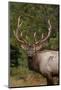 Rocky Mountain Elk Bull in Fall Rainstorm, Yellowstone National Park, Wyoming, Usa-John Barger-Mounted Photographic Print