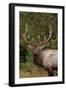 Rocky Mountain Elk Bull in Fall Rainstorm, Yellowstone National Park, Wyoming, Usa-John Barger-Framed Photographic Print