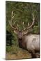 Rocky Mountain Elk Bull in Fall Rainstorm, Yellowstone National Park, Wyoming, Usa-John Barger-Mounted Photographic Print