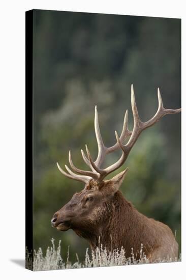 Rocky Mountain Elk Bull in Peak Shape for Fall Rut, Yellowstone National Park, Wyoming, Usa-John Barger-Stretched Canvas