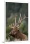 Rocky Mountain Elk Bull in Peak Shape for Fall Rut, Yellowstone National Park, Wyoming, Usa-John Barger-Framed Premium Photographic Print