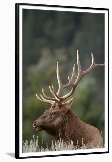 Rocky Mountain Elk Bull in Peak Shape for Fall Rut, Yellowstone National Park, Wyoming, Usa-John Barger-Framed Premium Photographic Print