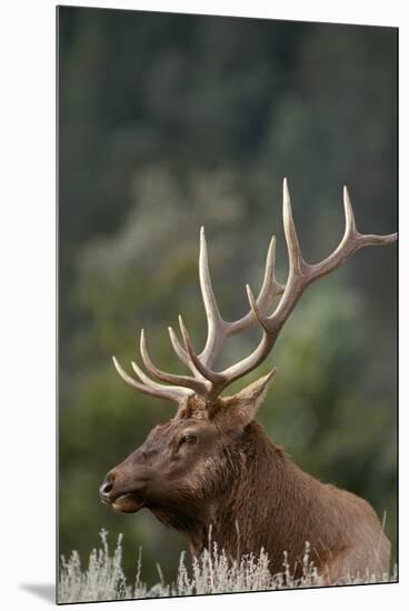 Rocky Mountain Elk Bull in Peak Shape for Fall Rut, Yellowstone National Park, Wyoming, Usa-John Barger-Mounted Premium Photographic Print