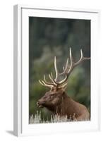 Rocky Mountain Elk Bull in Peak Shape for Fall Rut, Yellowstone National Park, Wyoming, Usa-John Barger-Framed Photographic Print