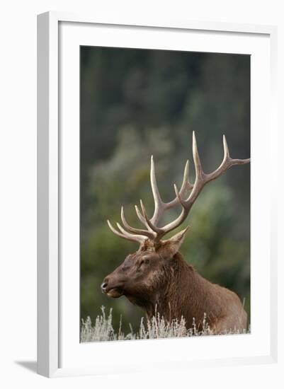 Rocky Mountain Elk Bull in Peak Shape for Fall Rut, Yellowstone National Park, Wyoming, Usa-John Barger-Framed Photographic Print