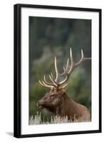 Rocky Mountain Elk Bull in Peak Shape for Fall Rut, Yellowstone National Park, Wyoming, Usa-John Barger-Framed Photographic Print