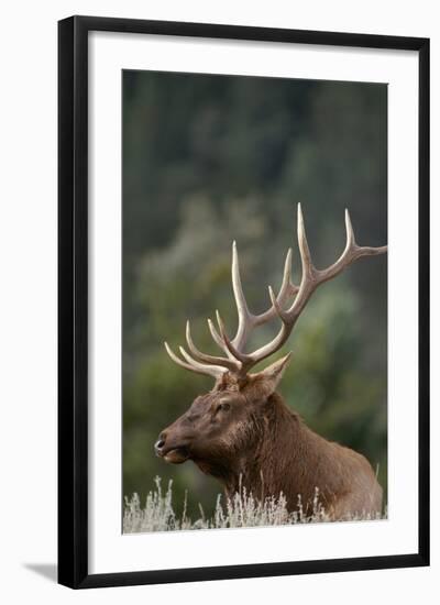 Rocky Mountain Elk Bull in Peak Shape for Fall Rut, Yellowstone National Park, Wyoming, Usa-John Barger-Framed Photographic Print