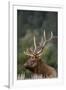 Rocky Mountain Elk Bull in Peak Shape for Fall Rut, Yellowstone National Park, Wyoming, Usa-John Barger-Framed Premium Photographic Print