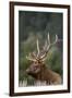 Rocky Mountain Elk Bull in Peak Shape for Fall Rut, Yellowstone National Park, Wyoming, Usa-John Barger-Framed Premium Photographic Print