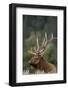 Rocky Mountain Elk Bull in Peak Shape for Fall Rut, Yellowstone National Park, Wyoming, Usa-John Barger-Framed Photographic Print