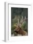 Rocky Mountain Elk Bull in Peak Shape for Fall Rut, Yellowstone National Park, Wyoming, Usa-John Barger-Framed Photographic Print