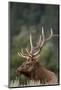 Rocky Mountain Elk Bull in Peak Shape for Fall Rut, Yellowstone National Park, Wyoming, Usa-John Barger-Mounted Photographic Print