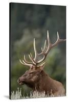Rocky Mountain Elk Bull in Peak Shape for Fall Rut, Yellowstone National Park, Wyoming, Usa-John Barger-Stretched Canvas
