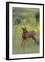 Rocky Mountain Elk Calf-Ken Archer-Framed Photographic Print