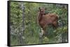 Rocky Mountain Elk Calf-Ken Archer-Framed Stretched Canvas