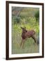 Rocky Mountain Elk Calf-Ken Archer-Framed Photographic Print