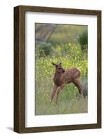 Rocky Mountain Elk Calf-Ken Archer-Framed Photographic Print