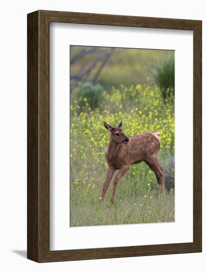 Rocky Mountain Elk Calf-Ken Archer-Framed Photographic Print