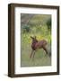 Rocky Mountain Elk Calf-Ken Archer-Framed Photographic Print