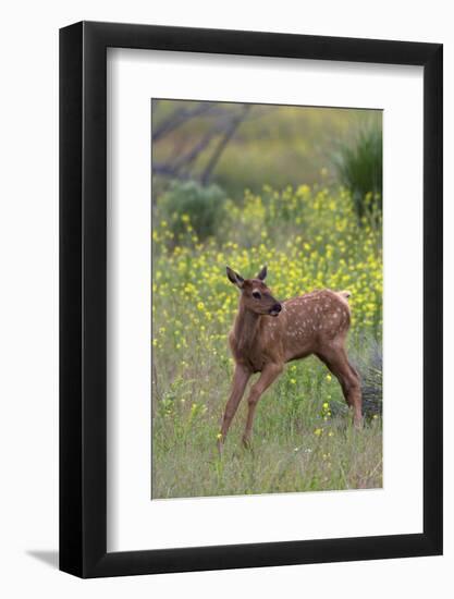 Rocky Mountain Elk Calf-Ken Archer-Framed Photographic Print