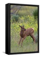 Rocky Mountain Elk Calf-Ken Archer-Framed Stretched Canvas