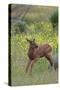Rocky Mountain Elk Calf-Ken Archer-Stretched Canvas