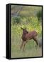 Rocky Mountain Elk Calf-Ken Archer-Framed Stretched Canvas