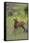 Rocky Mountain Elk Calf-Ken Archer-Framed Stretched Canvas