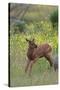 Rocky Mountain Elk Calf-Ken Archer-Stretched Canvas