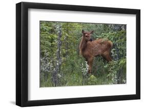 Rocky Mountain Elk Calf-Ken Archer-Framed Photographic Print