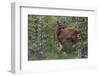 Rocky Mountain Elk Calf-Ken Archer-Framed Photographic Print